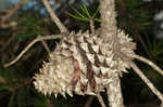 Table mountain pine